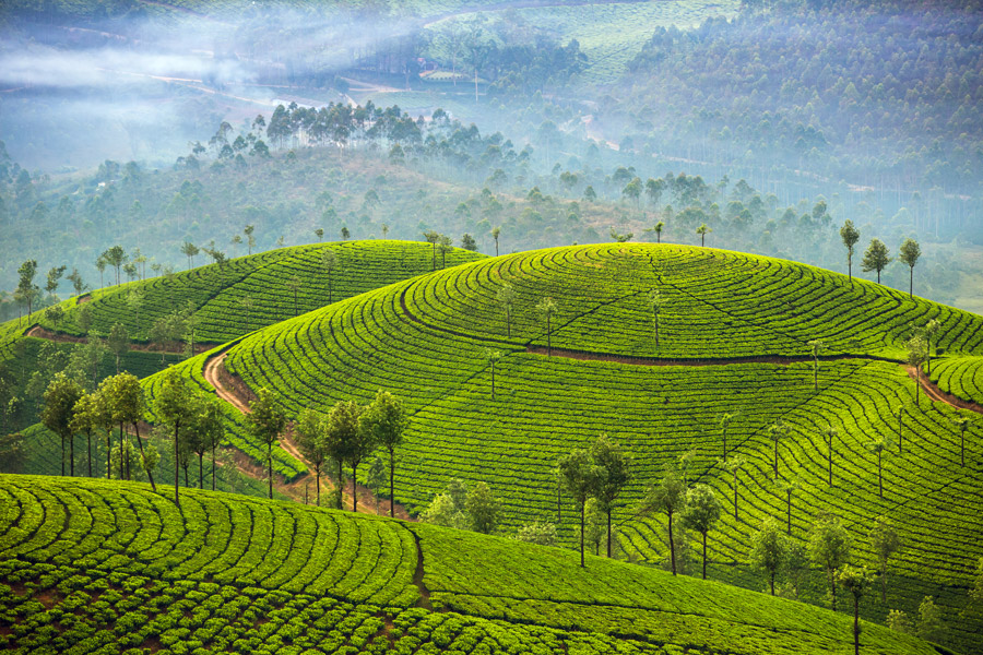 Spice Plantations